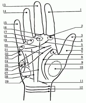 Palm Map Pic