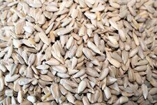 Sunflower Seeds Pic